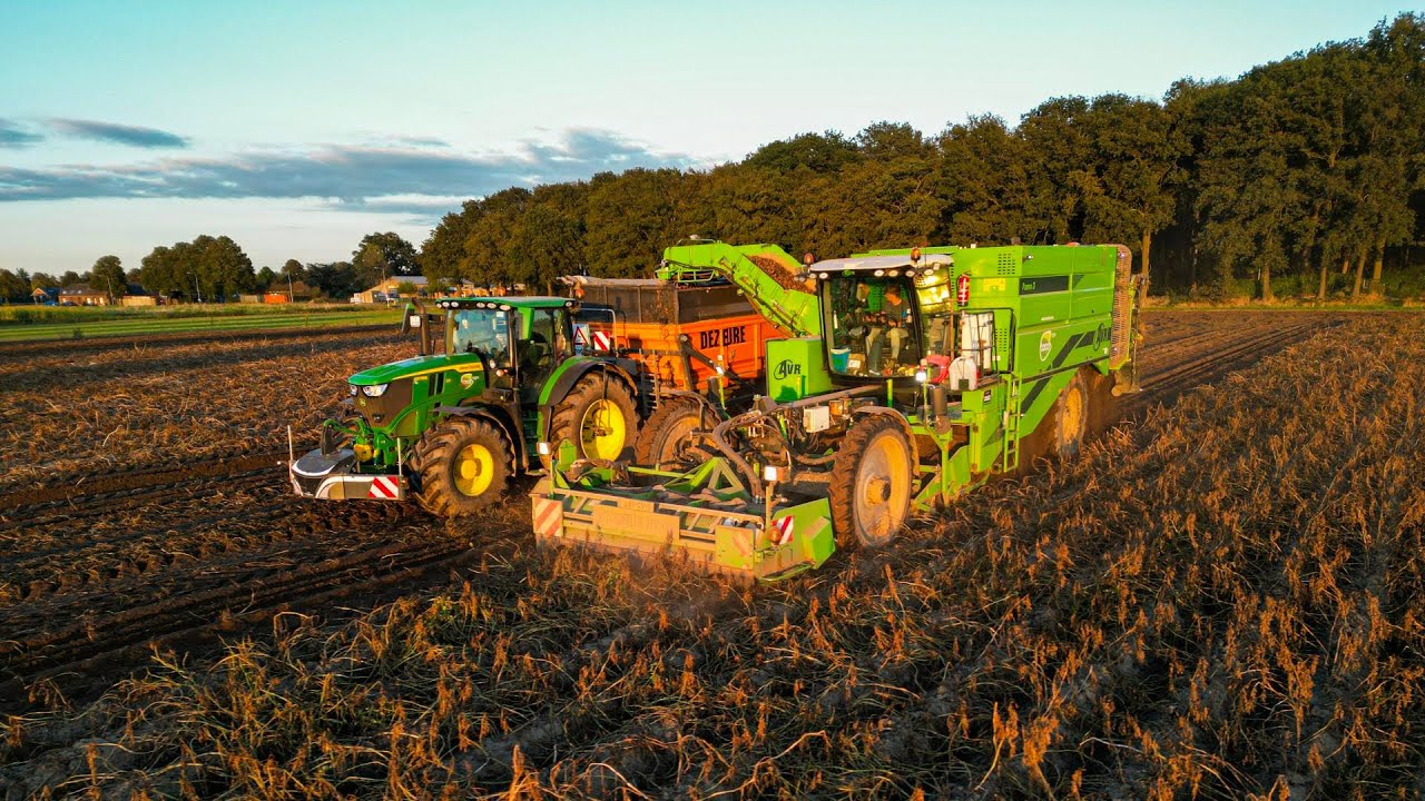 Aardappel oogst met AVR puma 3 + John Deere + Dezeure hooglossers / Potato Harvest 2024 / Taco Agro