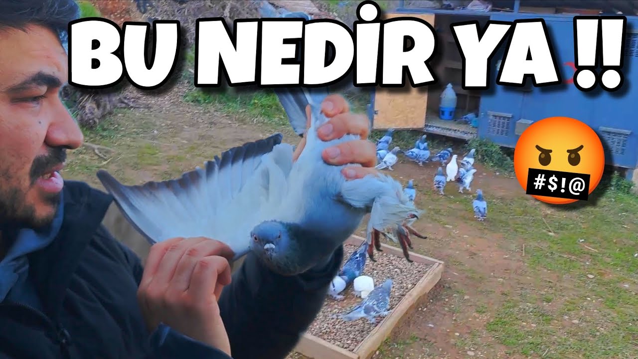 KÜMESLERİ AÇMAYA KORKAR OLDUM ARTIK‼️#oyunkuşu #güvercin #taklacıgüvercin #pigeon #mardinoyunkuşu 