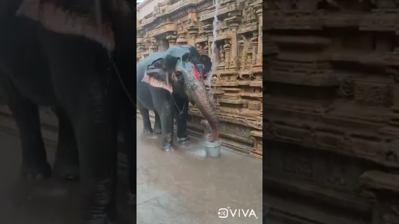 Srirangam elephant Andal & Lakshmi Enjoying Rain inside temple😍