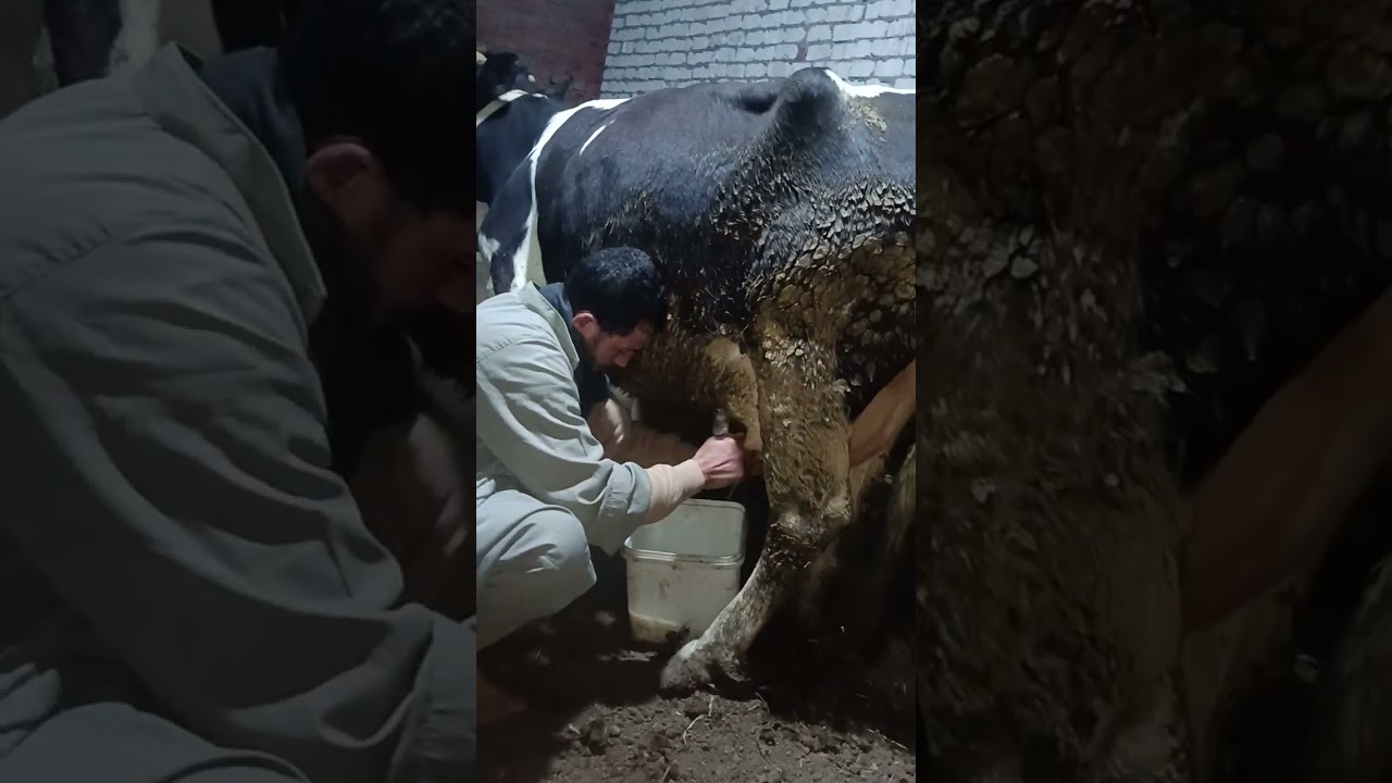 جمل بعدته ربنا يباركلك يا للي تصلي على النبي للحجز 01094089446