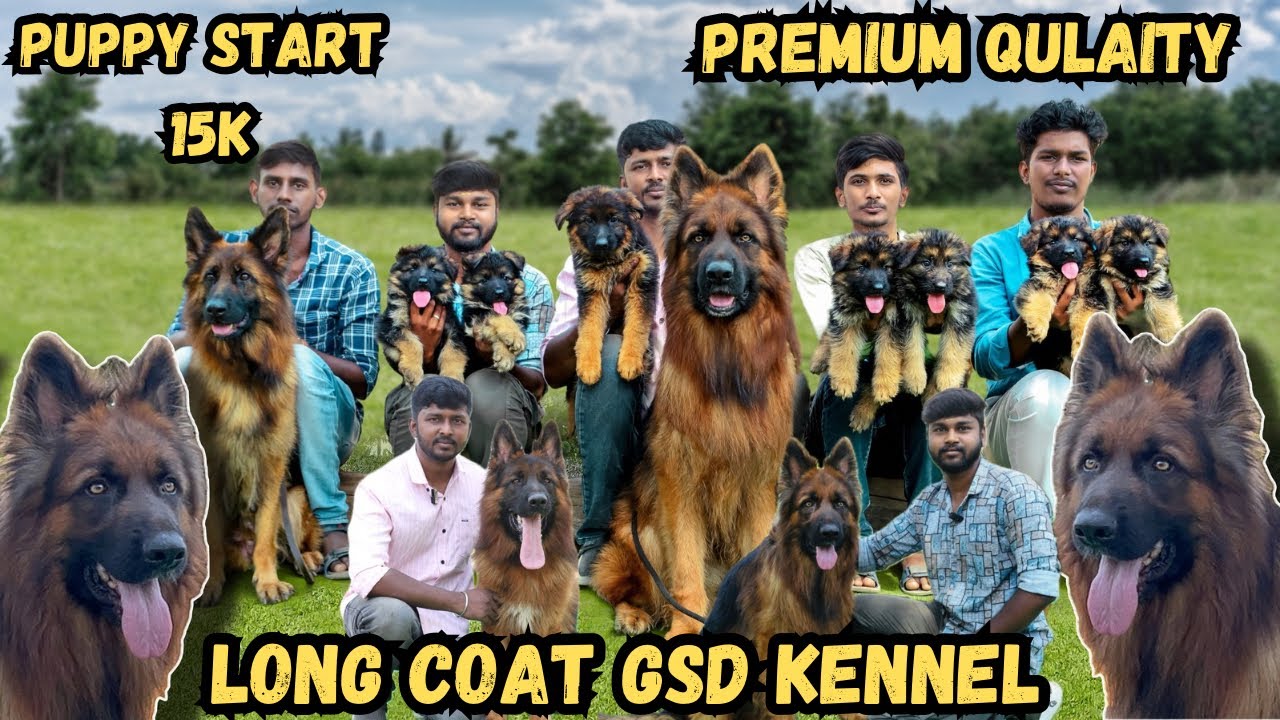long coat german shepard kennel in coimbatore |puppies for sale | All india delivery |pets life yt