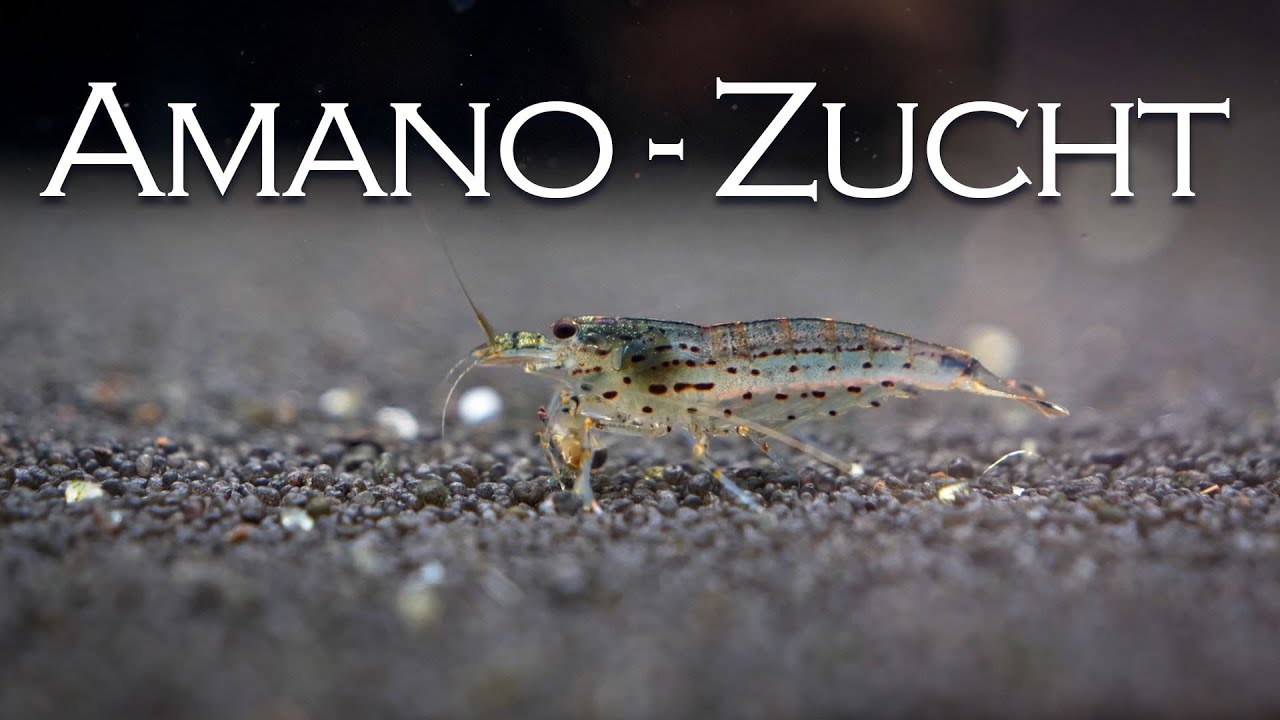Woher kommen unsere Amano-Garnelen? - Besuch bei Rheingarnelen | Aquado-Zoo Dortmund