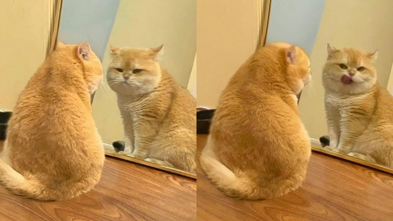 Cats Just Doing What Cats Do Best 🤣Funny Cats Videos 2025 🐱 Part 21