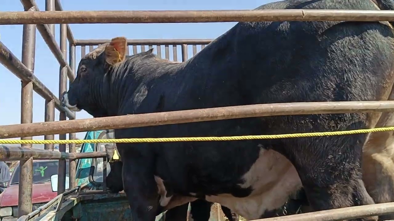 Tianguis de ganado Yecapixtla Morelos becerros baratos 