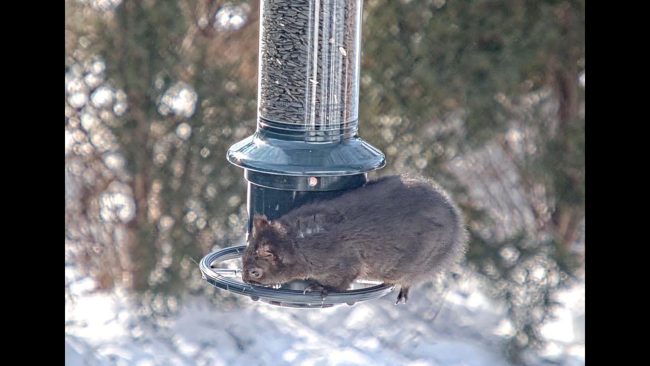 The Squirrel Buster Bird Feeder in Action