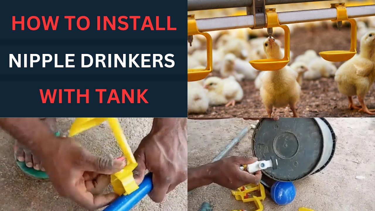 How To Install Nipple Drinkers For Maximum Broiler Weight Gain