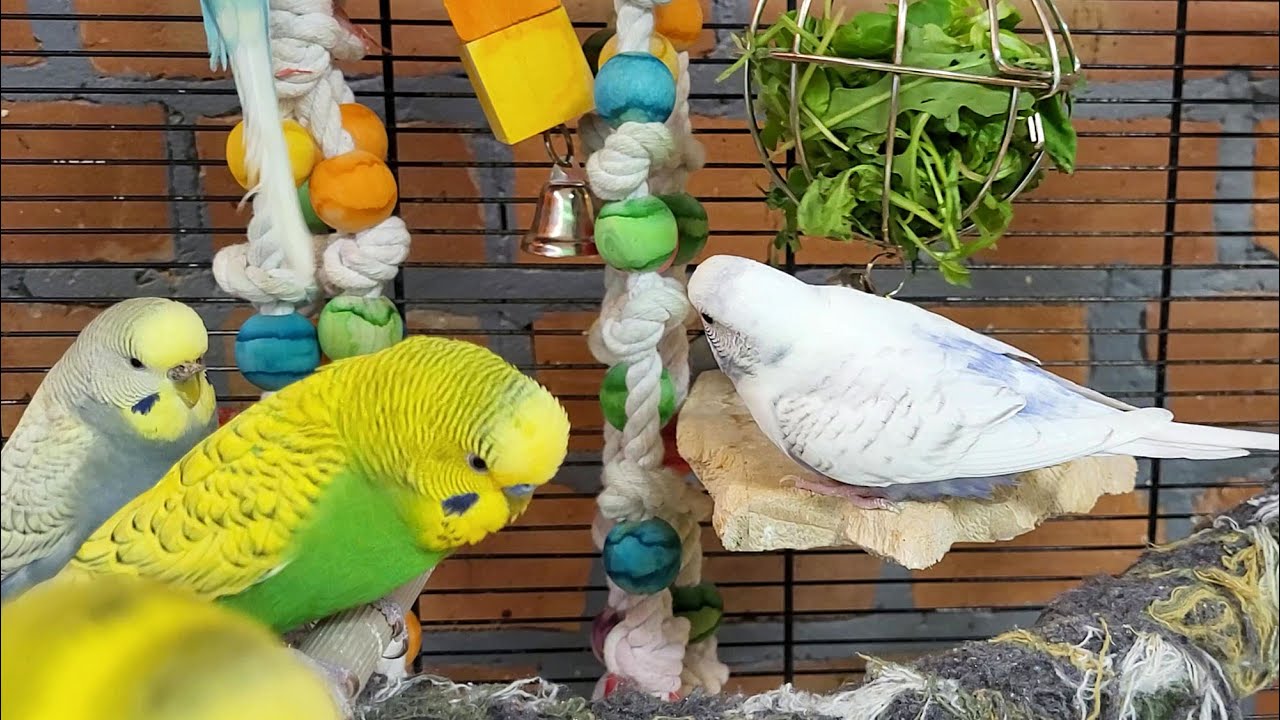 7 hours of budgie parakeet singing and calling sounds