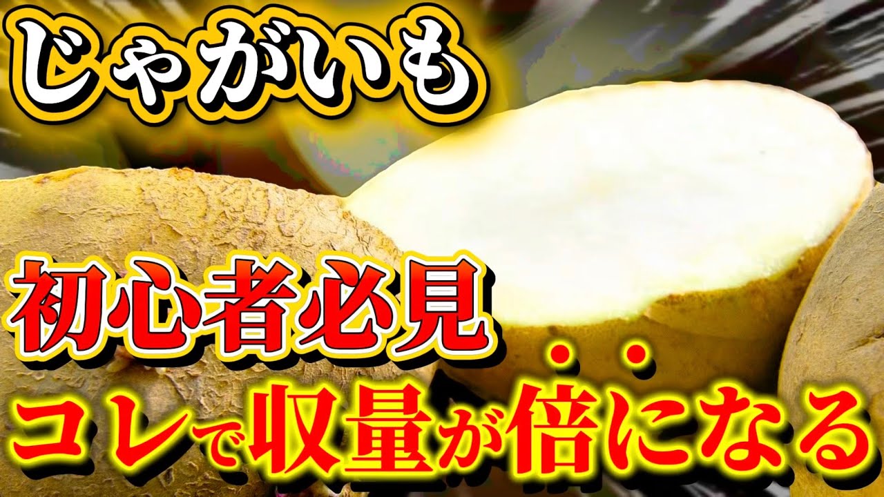 【じゃがいも】植える2週間前にコレやって！これで収量が倍になります
