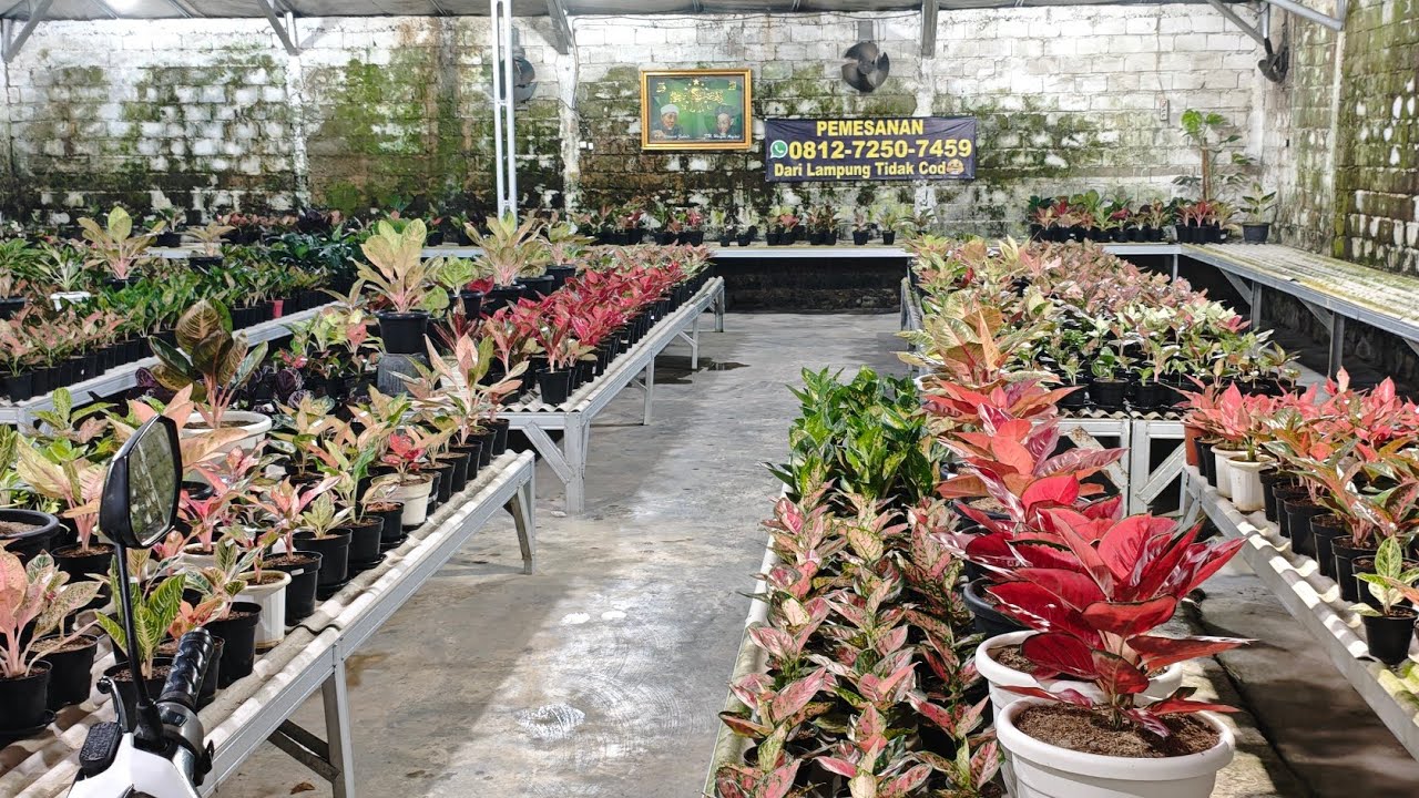 Tanaman Hias aglonema