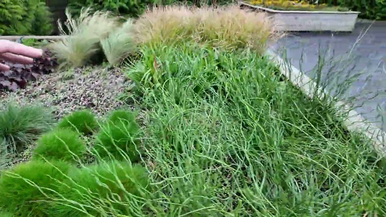Seasonal Colours Grasses