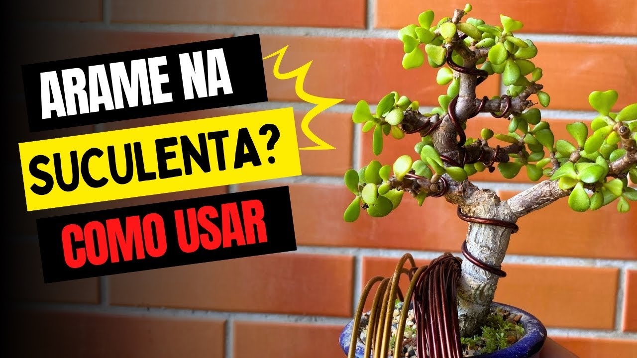 Como usar o arame nas suculentas jade ou portulacaria afra - bonsai de Jade - aramação