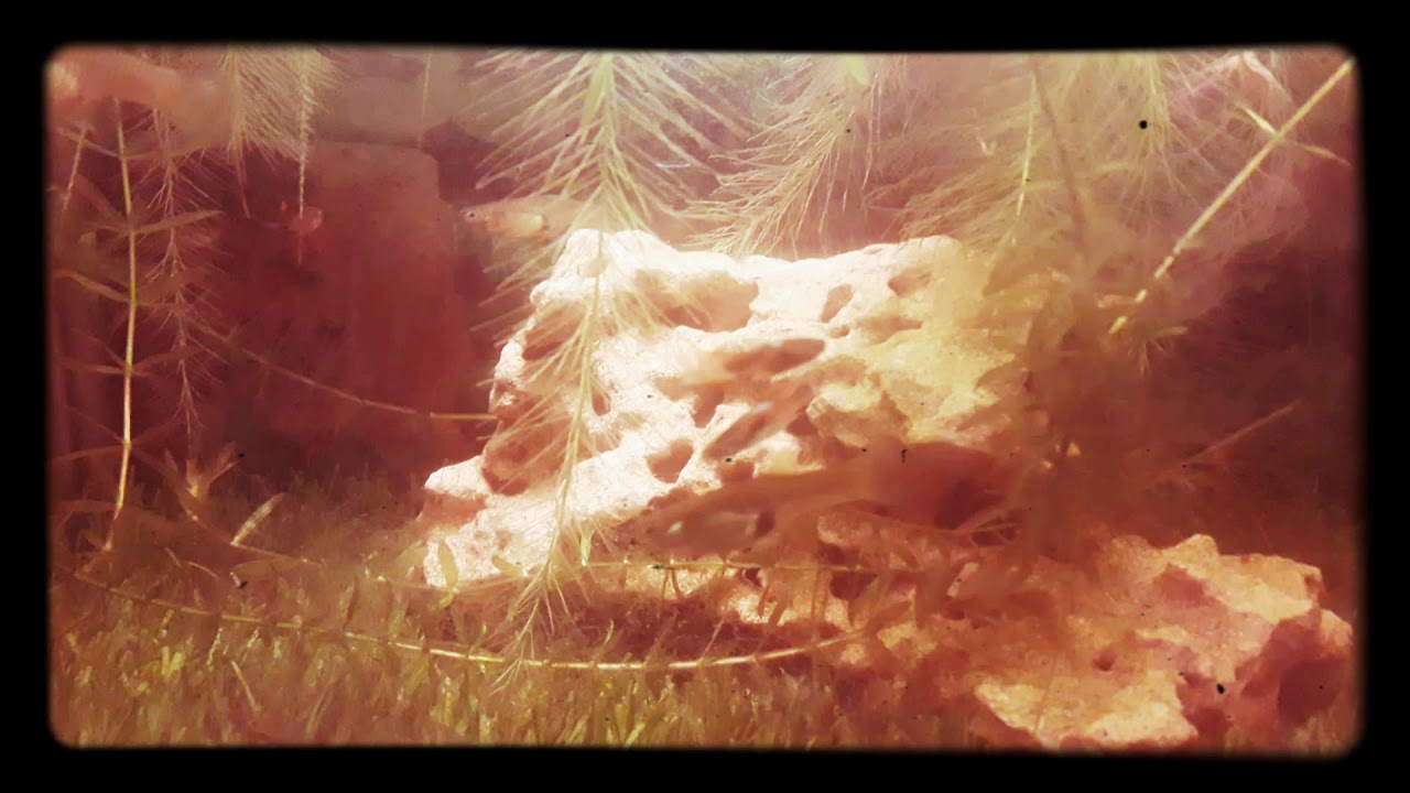 fish tank .my 1st video #fish #fishtank #plants  #panvel #mumbai #maharashtra Nikhil Narangikar.