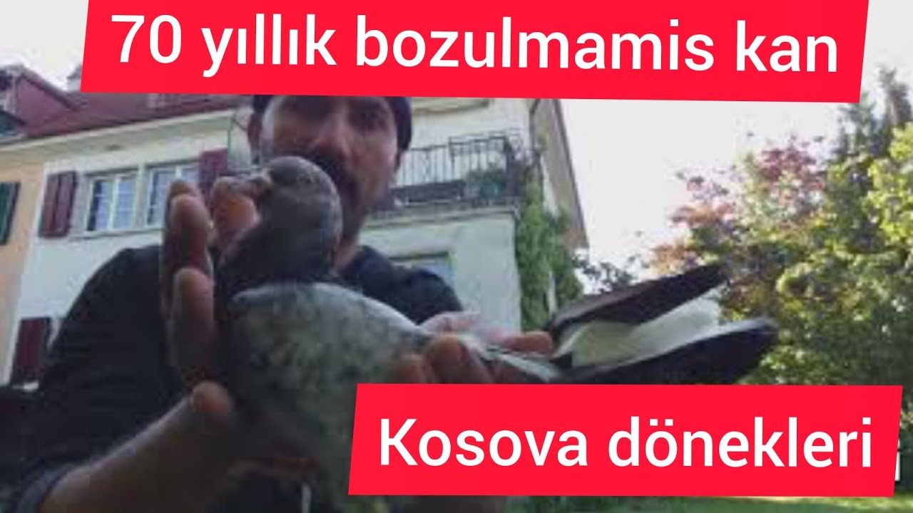 İsviçre #Dönek (dynek ) #70 yıllık soy #Tauben #pigeon #Kosova #Dünek #Goyercin