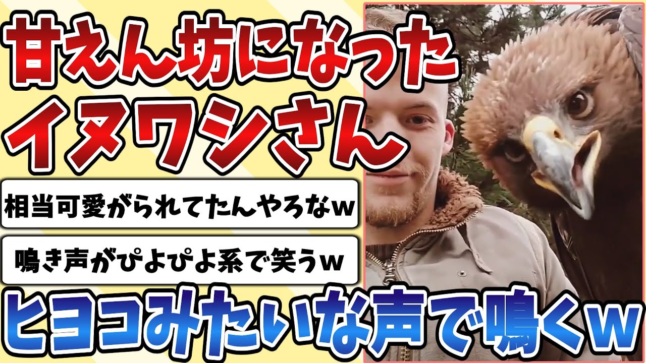 【2ch動物スレ】人に育てられて甘えん坊に成長した猛禽類の『イヌワシ』さん、鳴き声がピヨピヨしてて可愛すぎるｗｗｗ