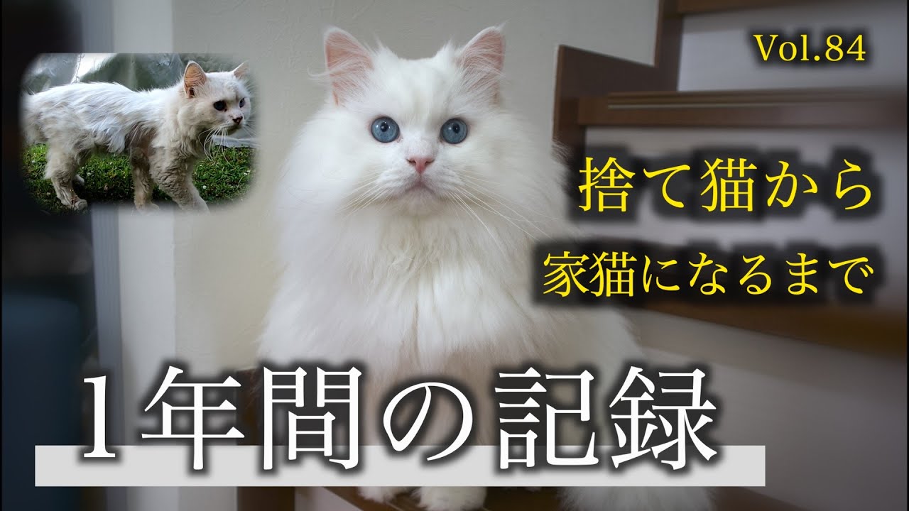 捨て猫だったあの日から1年...シロちゃんが私達に教えてくれたもの。A one-year record of a stray cat becoming a house cat