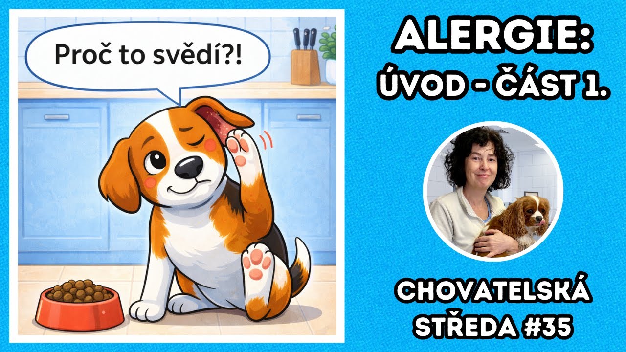 👩‍⚕️ Jak na ALERGIE u PSŮ? (část 1.) 👩‍⚕️| Chovatelská středa #35