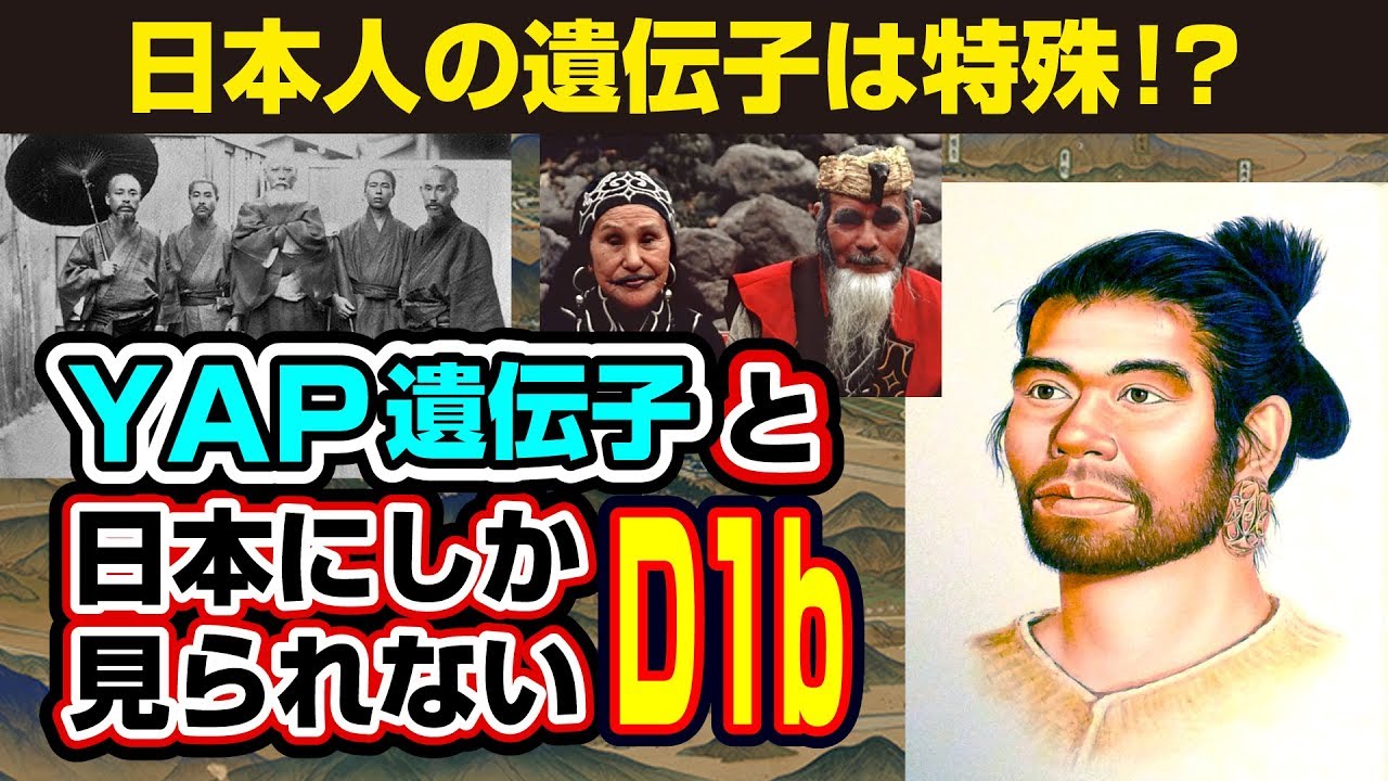 日本人の遺伝子は縄文人から！？YAP遺伝子と日本にしか見られないD1b遺伝子