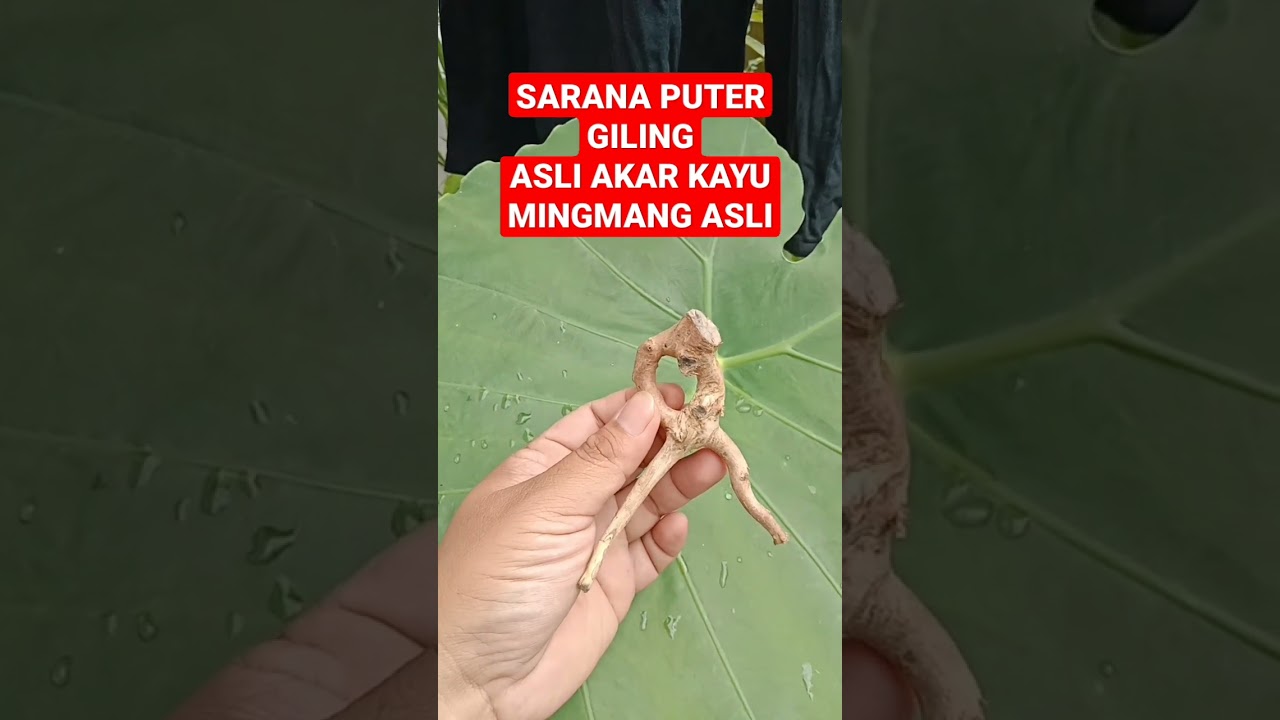PUTER GILING‼️Kayu Mingmang Asli Bertemu Ros #kayu #bertuah #energialam #shorts #viral