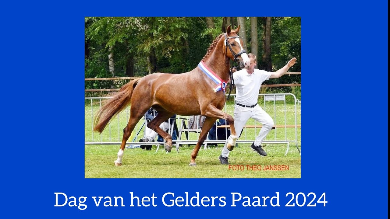 Compilatie Dag van het Gelders Paard 2024