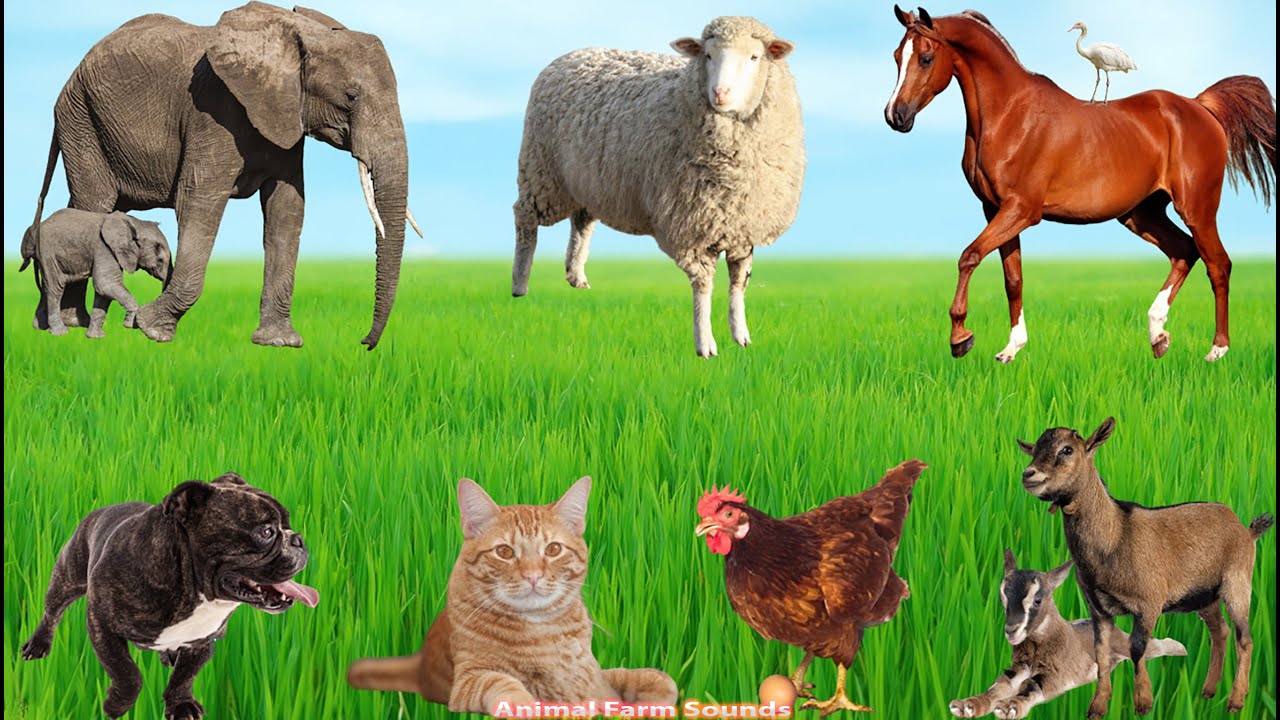 Cute Animal Collection: Elephant, Cat, Sheep, Chicken, Goat, Dog, Cow - Animal Videos
