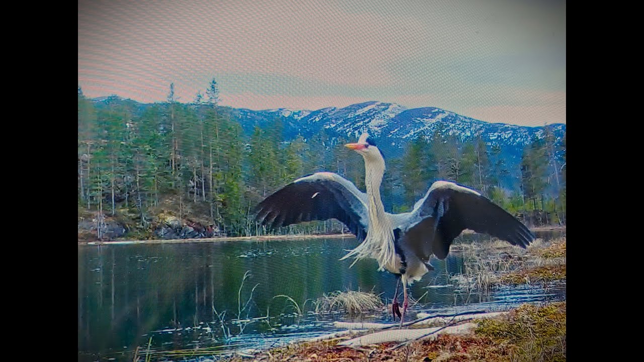 Naturmagasinet Lifjell Telemark 2025 Fugler ( 26 forskjellige)