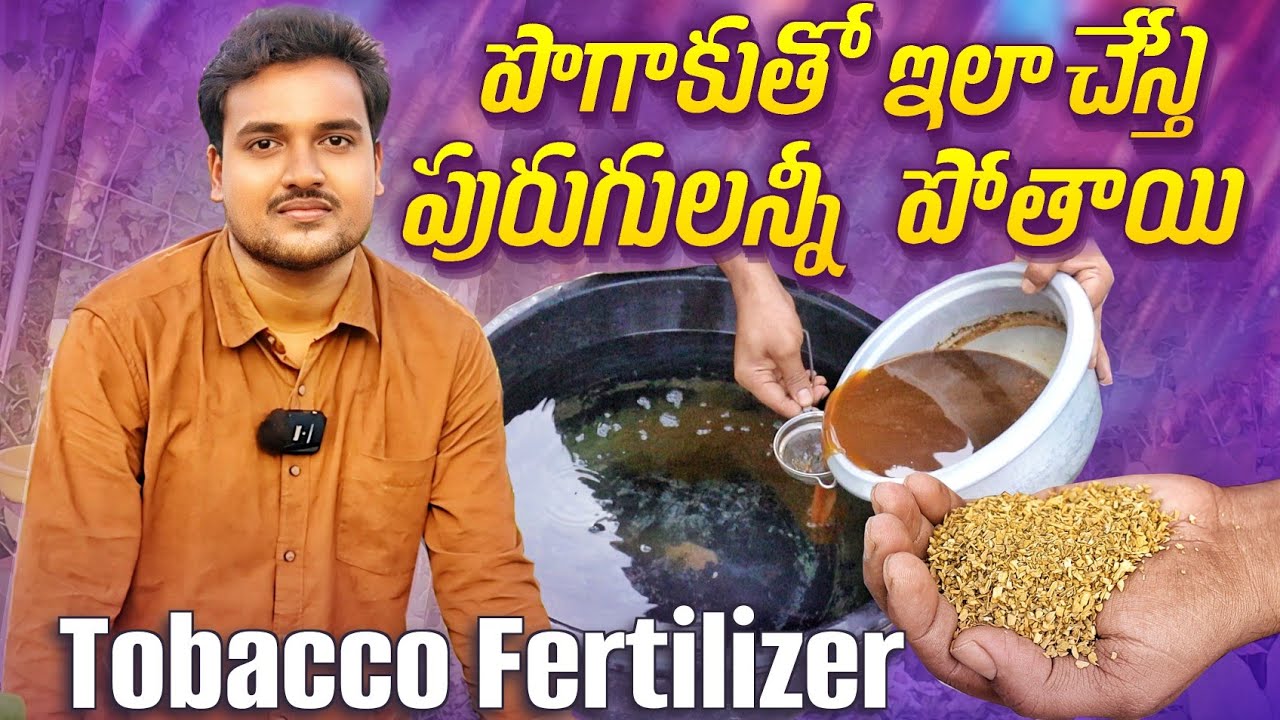 Tobacco Fertilizer ఖర్చు తక్కువ ఫలితం ఎక్కువ - ఈ సీజన్లో వచ్చే పురుగులన్నీ పారిపోతాయి