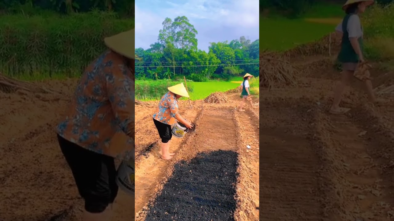 Outdoor Pepper Seedlings Planting Techniques #satisfying #short