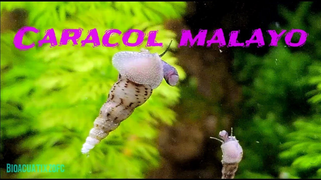 Caracol malayo