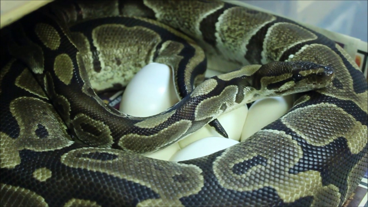 Ball python caught laying her eggs!