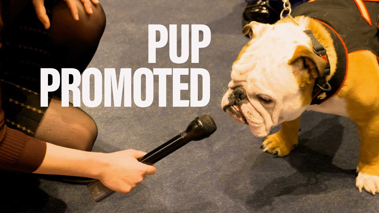 Marine Mascot gets a bump in rank