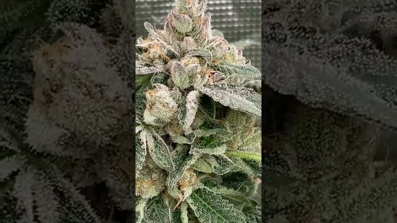 Pancakes ( cookie&rsquo;s cut ) x Red Velvet - Kingseeds