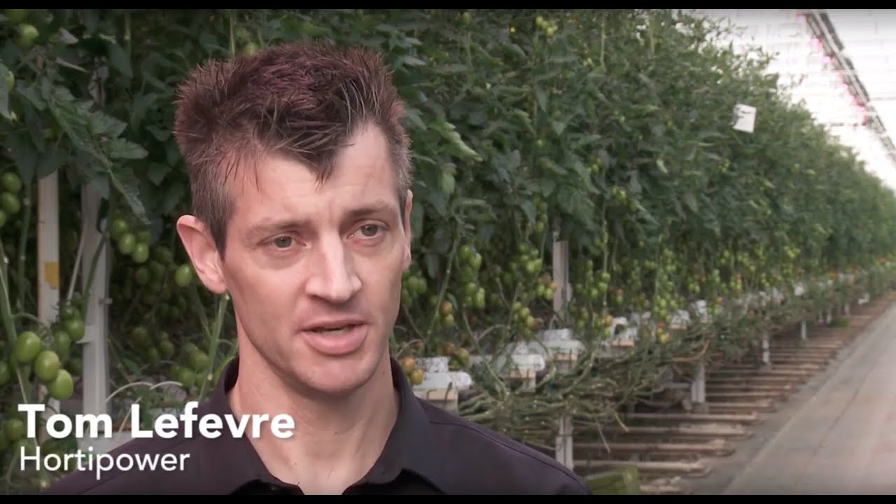 &lsquo;Dankzij hybride belichting meer productie en jaarrond kwaliteitsvolle tomaten&rsquo;