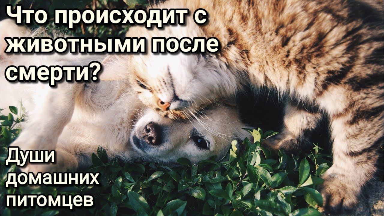 Куда попадают животные после смерти? Связь питомцев и хозяев. Энергетика кошек и собак.Душа животных