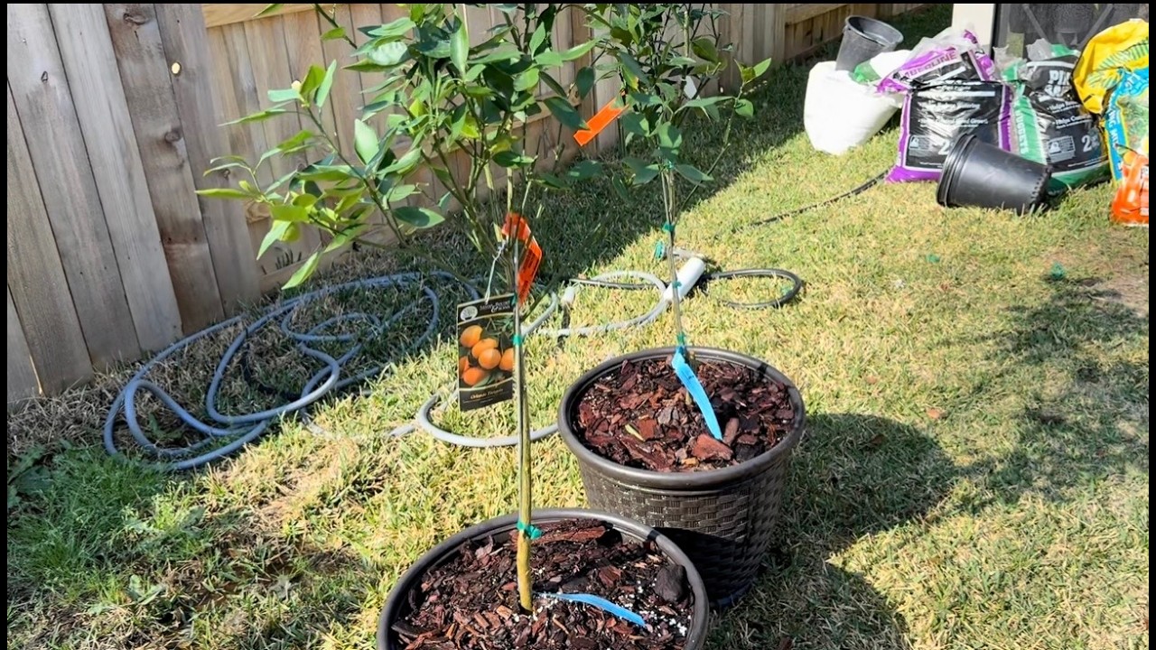 DIY Citrus Potting Mix/Beginner Friendly