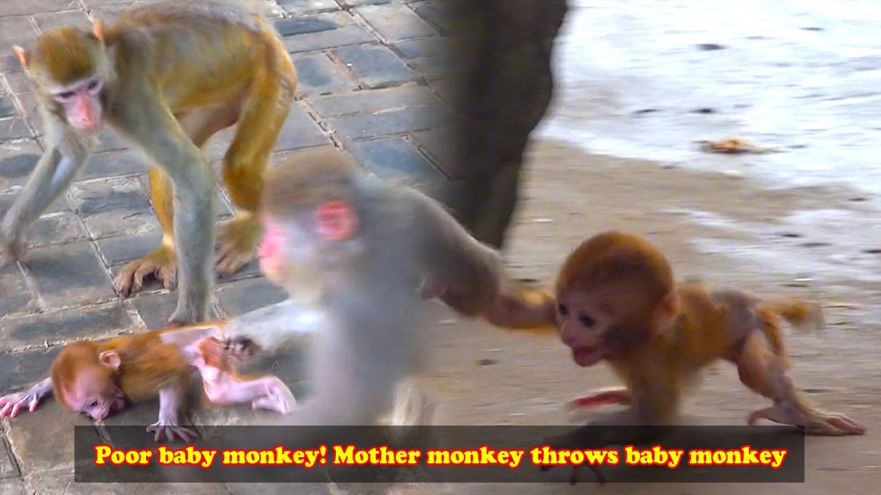 Poor baby monkey was thrown into the sky by mother monkey, crying baby monkey is so pitiful