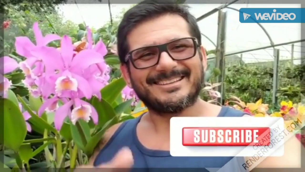 Cattleya caneludas e Cattleya bifoliadas