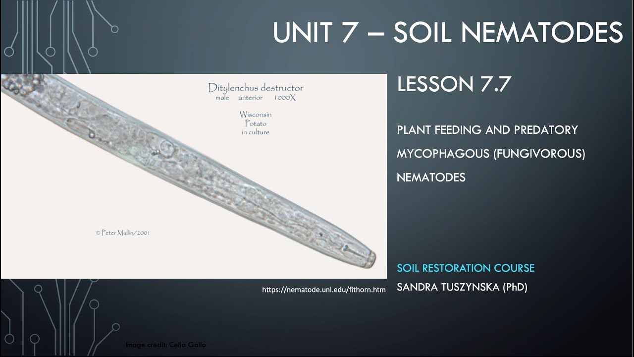 Lesson 7.7 -  Fungivorous nematodes as plant parasites and predators