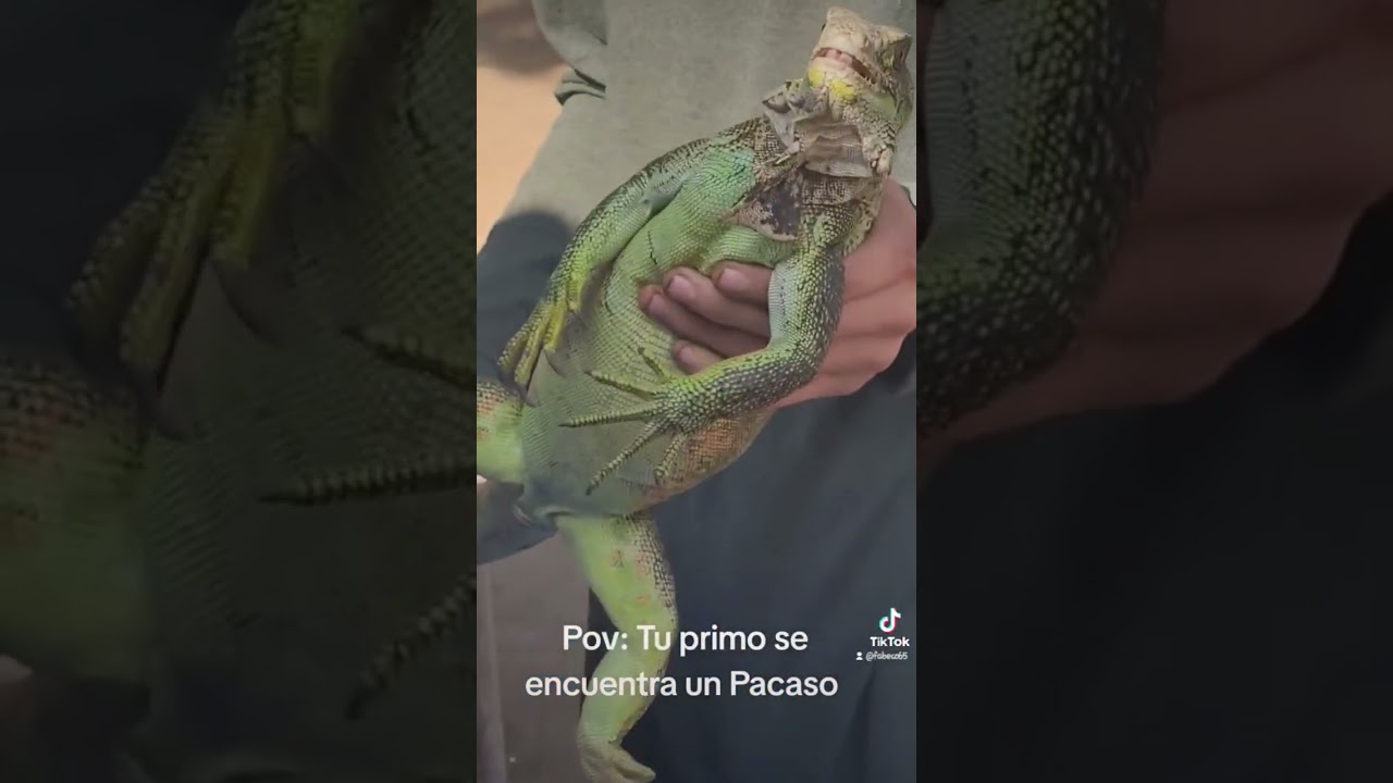 Nos encontramos un pacaso #animals #animales #chacra #campo #animalesincreibles #iguana