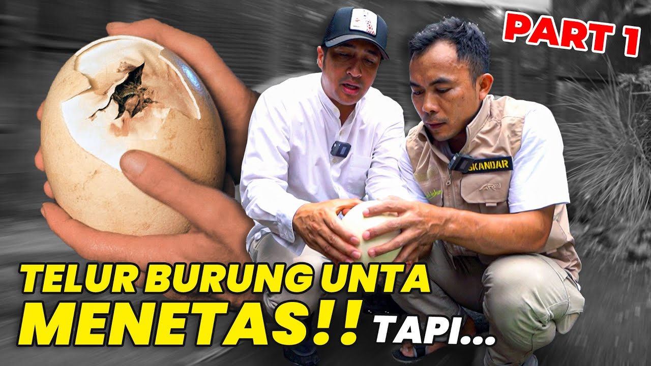 ALHAMDULILAH TELUR BURUNG UNTA KALI INI ADA BAYINYA 😱 | PART 1