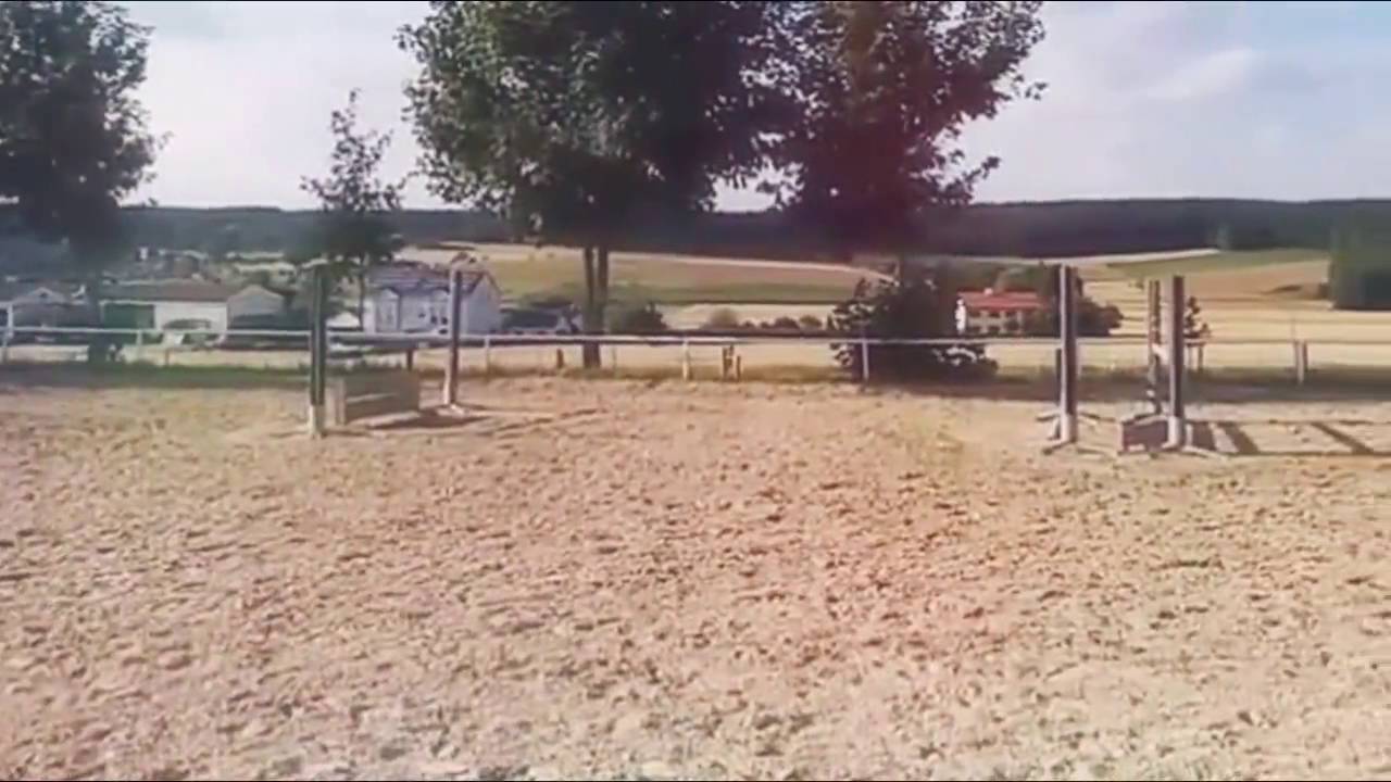 Rennpferd abtrainieren
