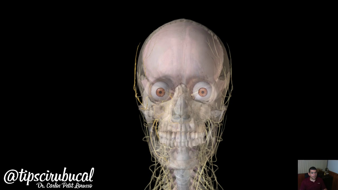 Inervación de la Glándula Lagrimal (sensitiva, simpática y parasimpática)  Anatomía 3D tipscirubucal