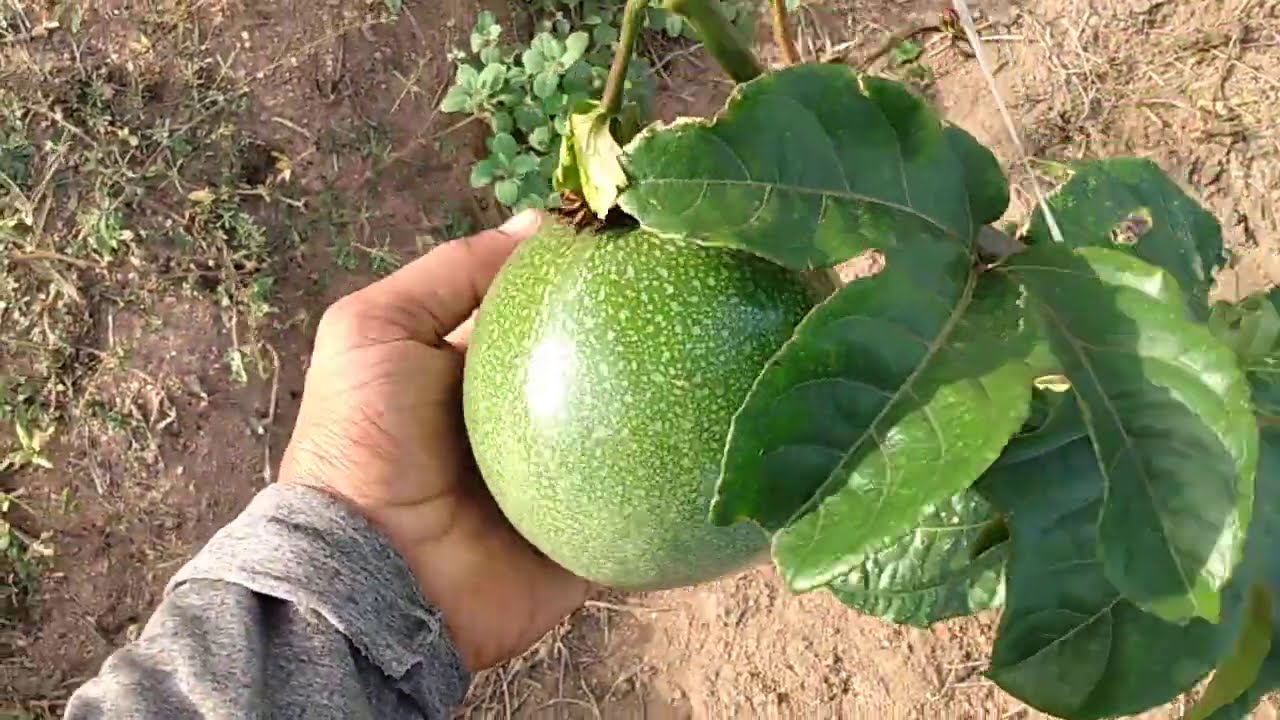 Quer plantar Maracujá ?? Não perca este Vídeo!!! #passionfruit