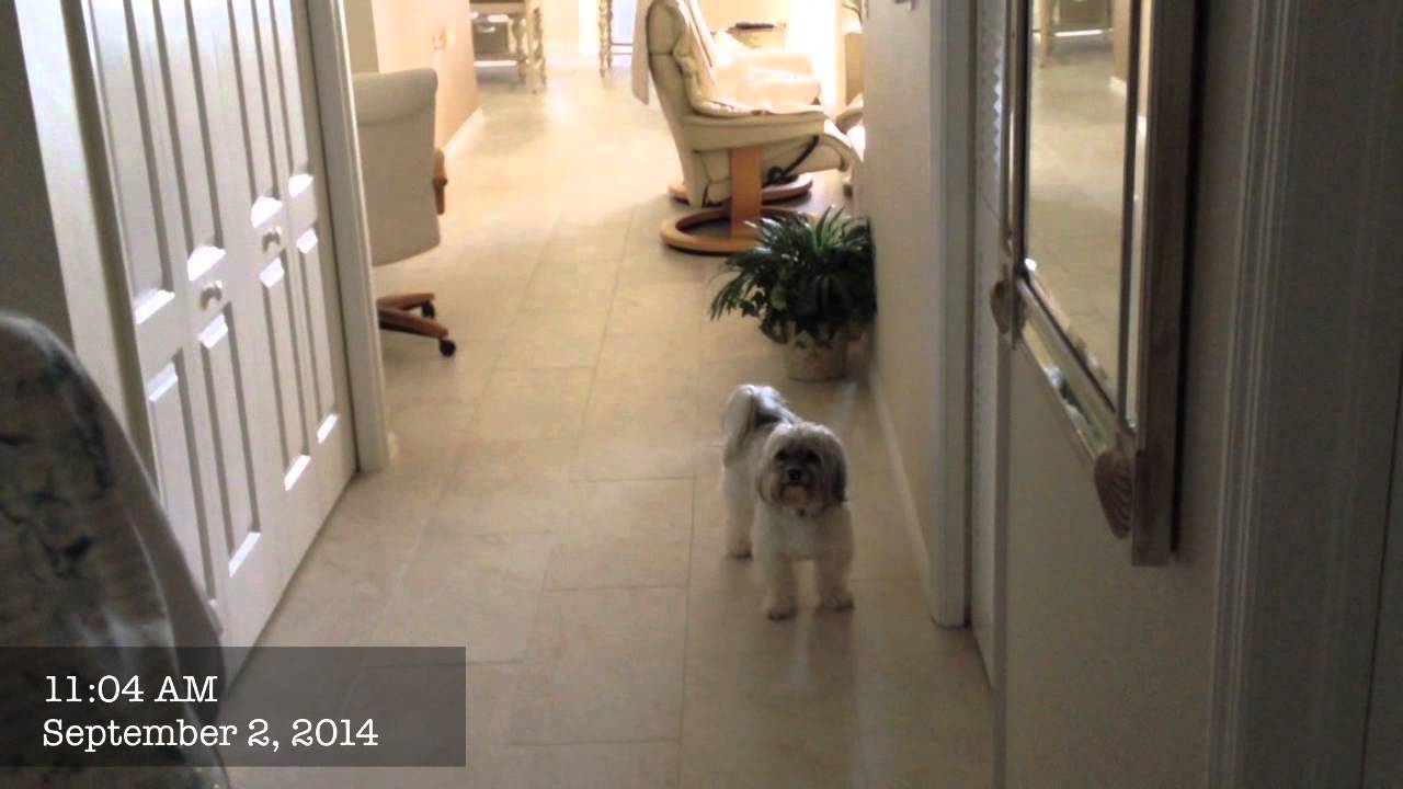 How This Havanese Stopped Barking and Jumping | Bark Busters Fort Myers #havanese