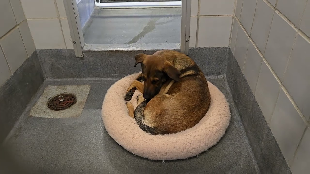 Acs A795668