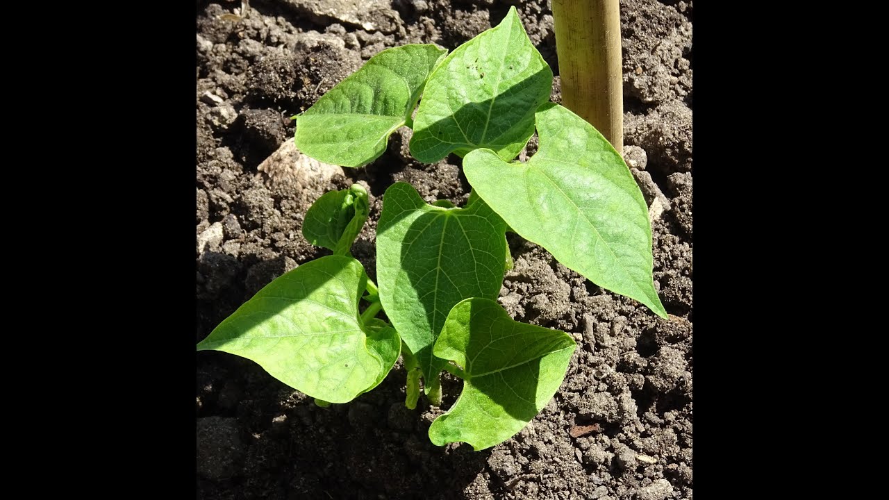le 05/05/2022 : Comment semer les haricots ?  plusieurs méthodes