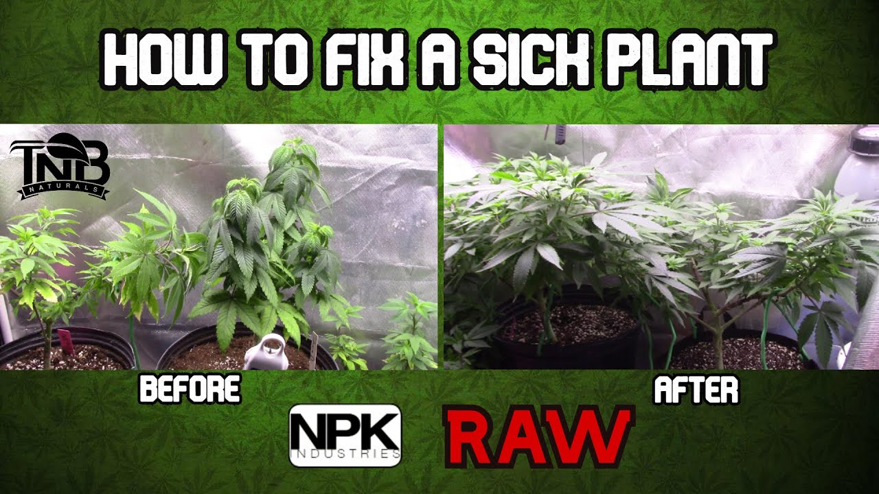 How to Fix a Sick Cannabis Plant || Coco Coir Grow || Marijuana Deficencies