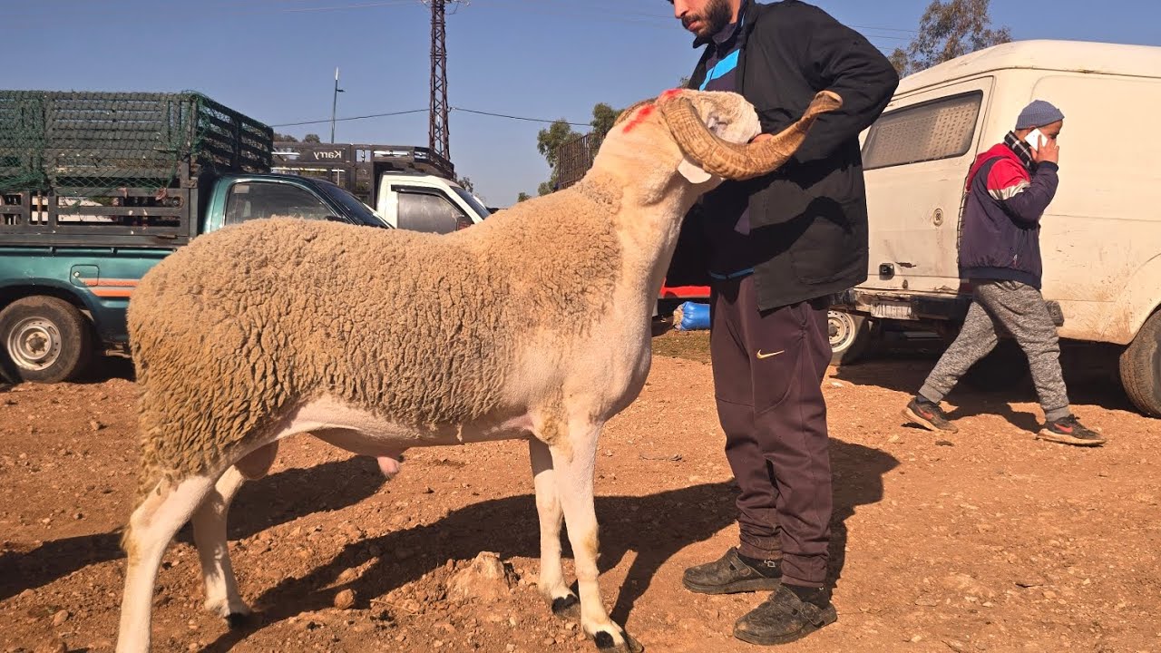 سوق جمعة ولاد يعيش بتاريخ 19/03/2026
