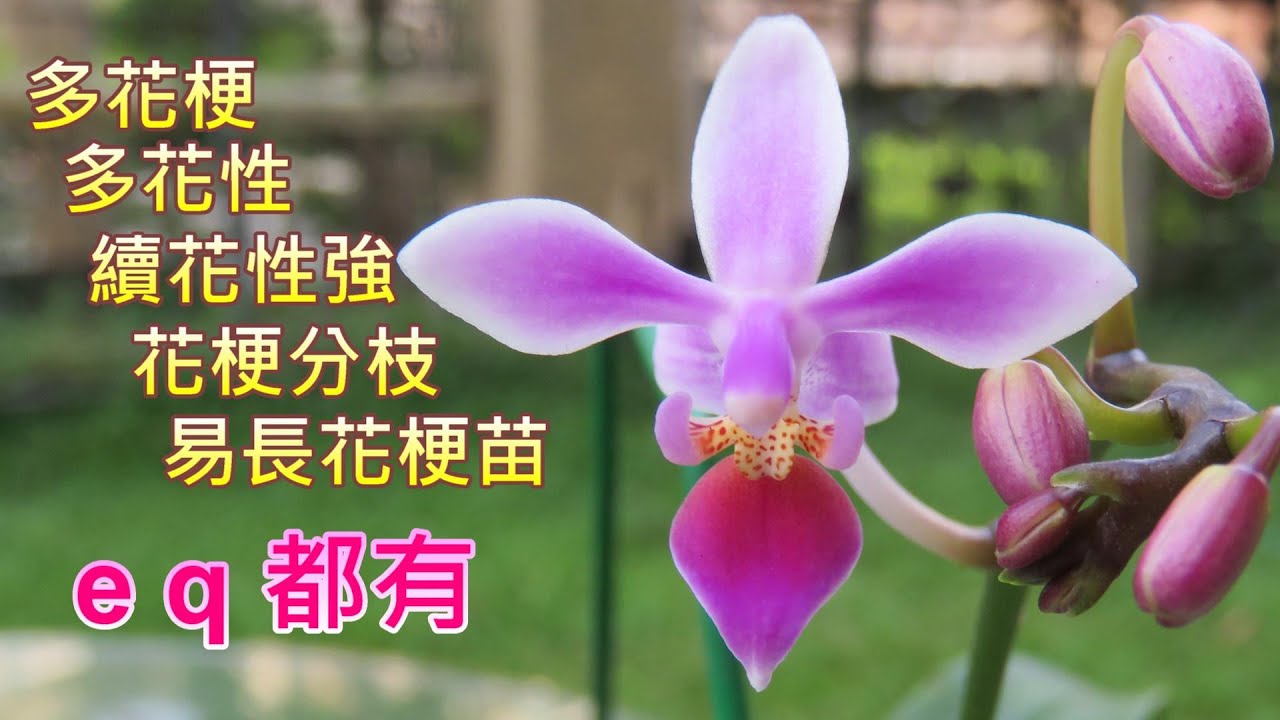 【犀利小農莊26】姬蝴蝶蘭、桃紅蝴蝶蘭、eq (Phalaenopsis equestris)登錄品系中重要育種親本