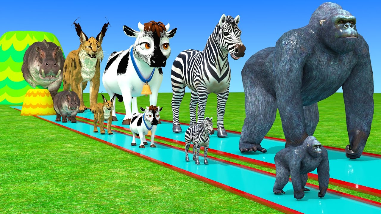 Long Slide Game With Cow Elephant Gorilla Hippopotamus Tiger - 3d Animal Game - Funny 3d Animals