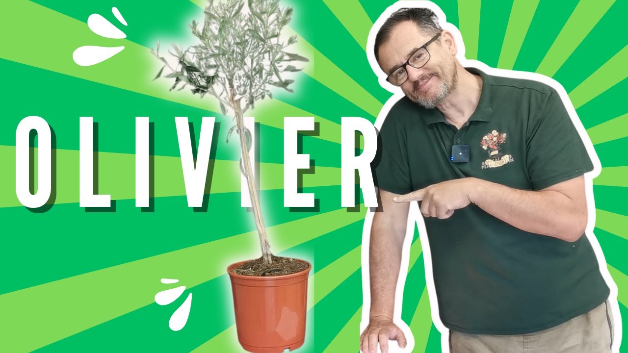 COMMENCER le BONSAÏ avec un OLIVIER de GRANDE SURFACE